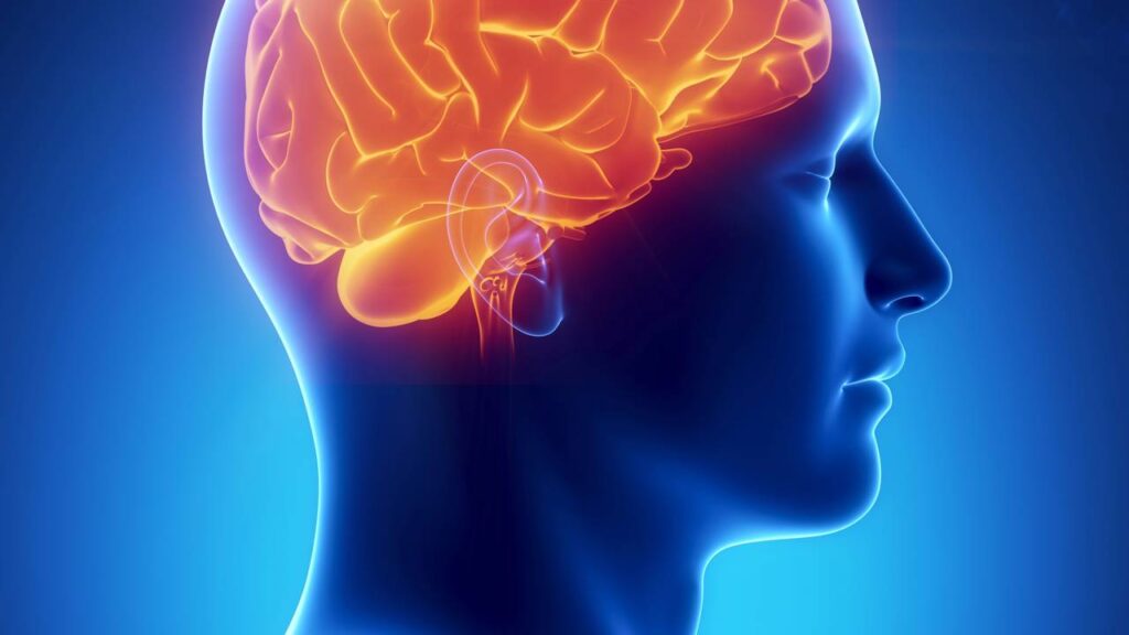 Representação 3D de anatomia de cérebro de homem