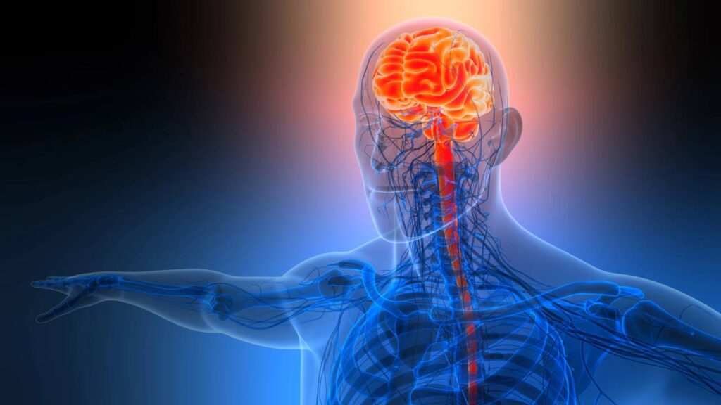 Representação 3D de anatomia de cérebro humano
