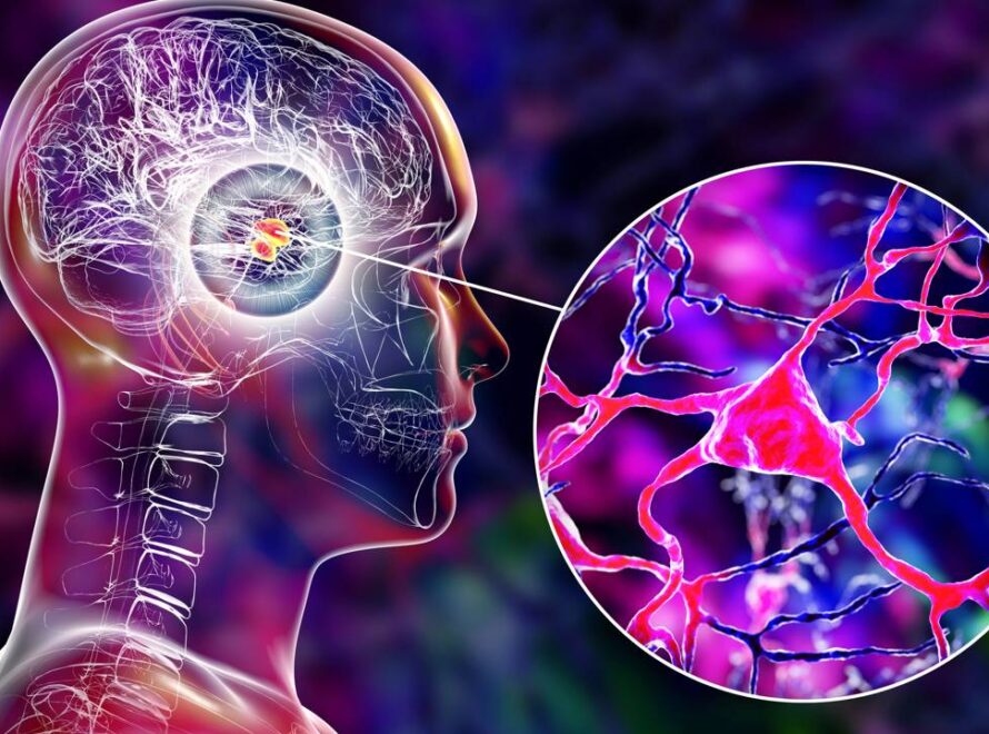 Representação visual do sistema no cérebro humano