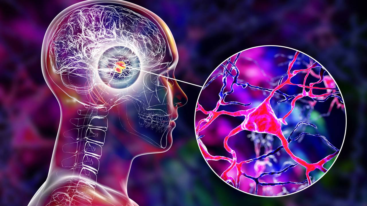 Representação visual do sistema no cérebro humano